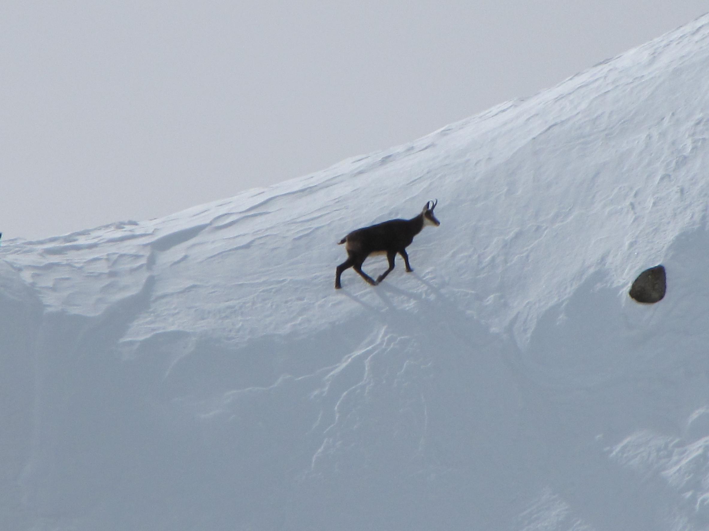 I camosci tornano a correre